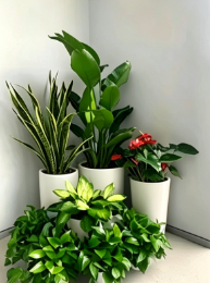 江北花木租赁公司-鄞州绿植租赁方案设计-慈溪绿植租摆展示-江北花木租摆技术
